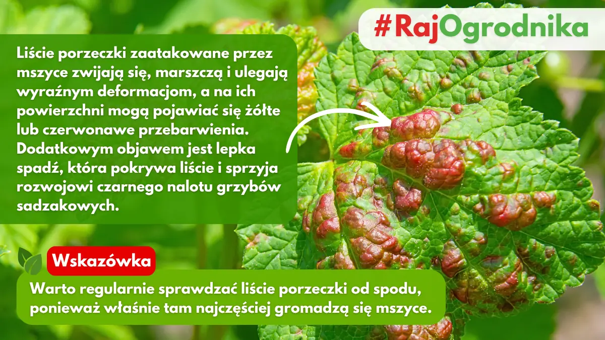 Krzak porzeczki zaatakowany przez mszyce blog sklep rajogrodnika